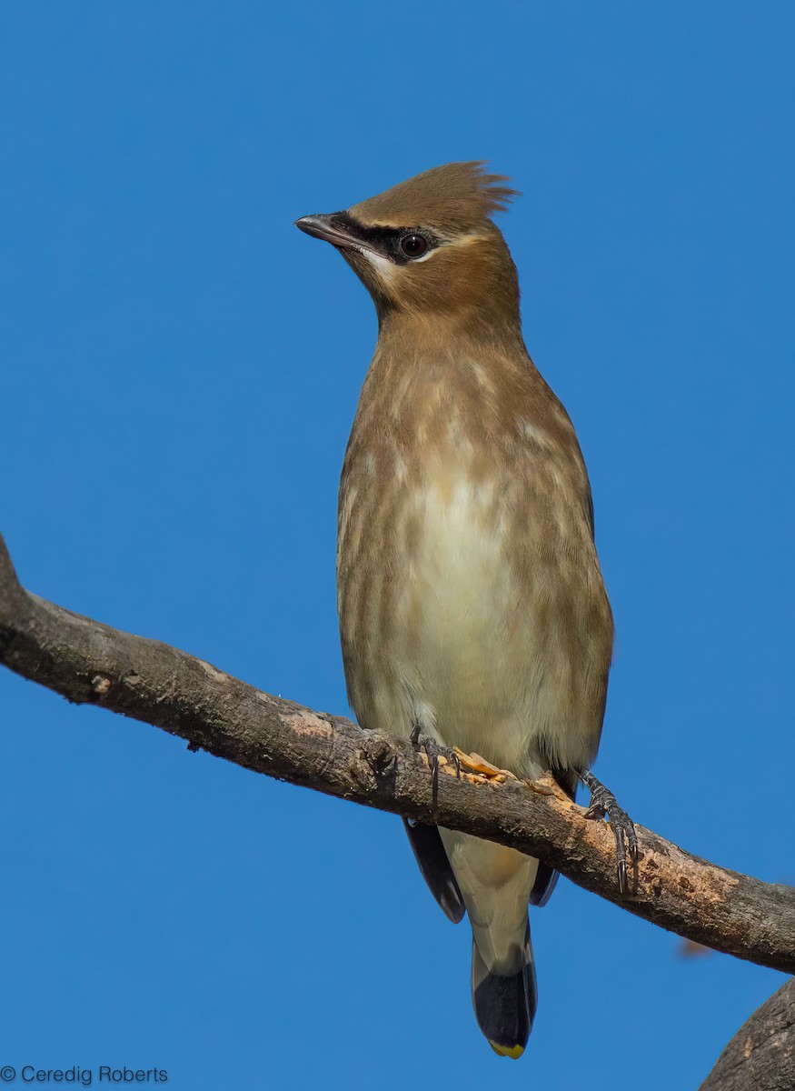 Cedar Waxwing - ML623924268