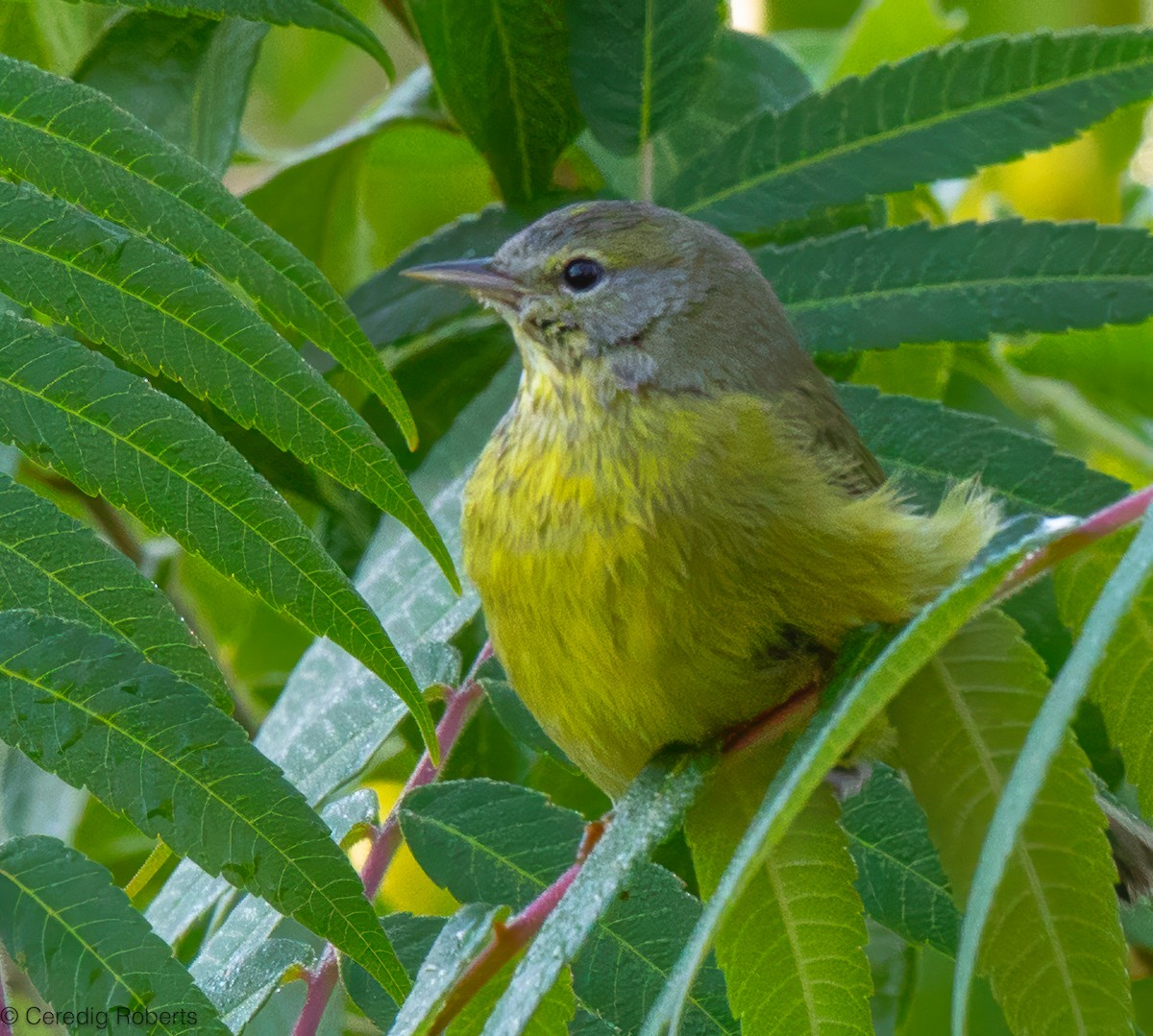 Orange-crowned Warbler - ML623924274