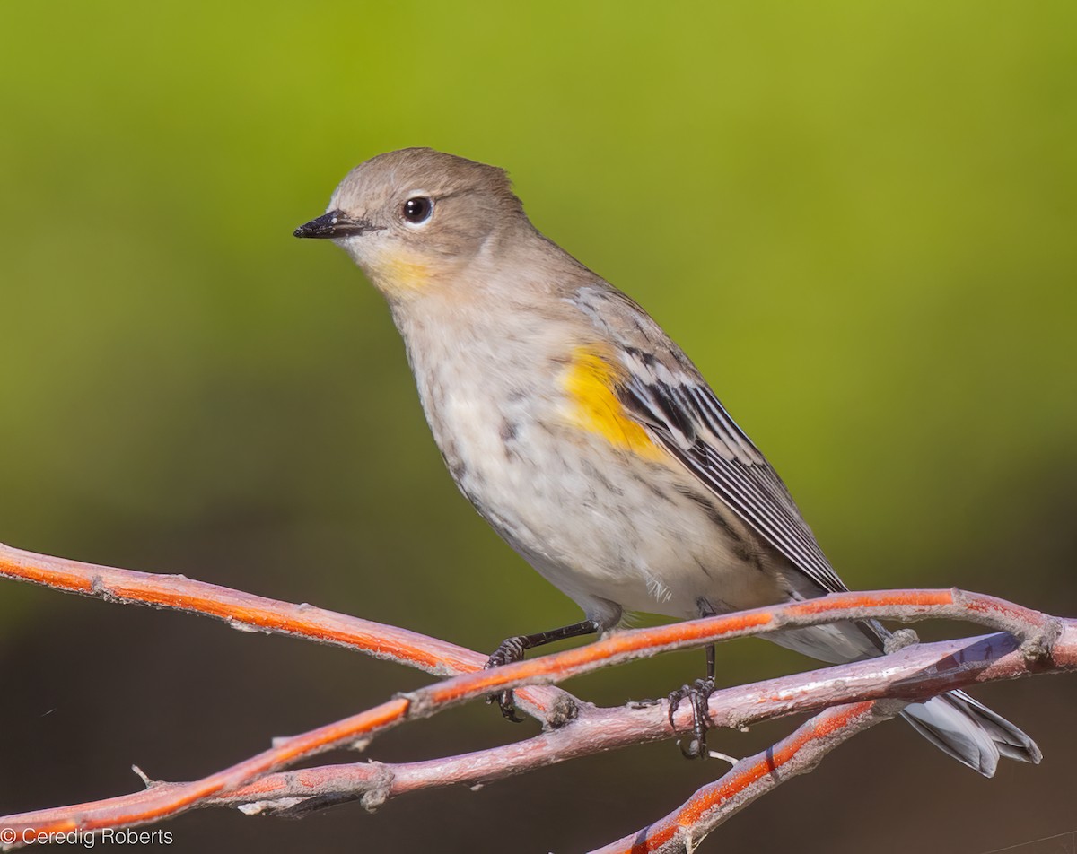 Yellow-rumped Warbler - ML623924276