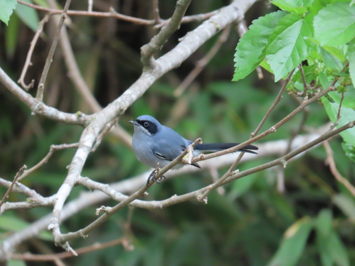 Masked Gnatcatcher - ML623924277