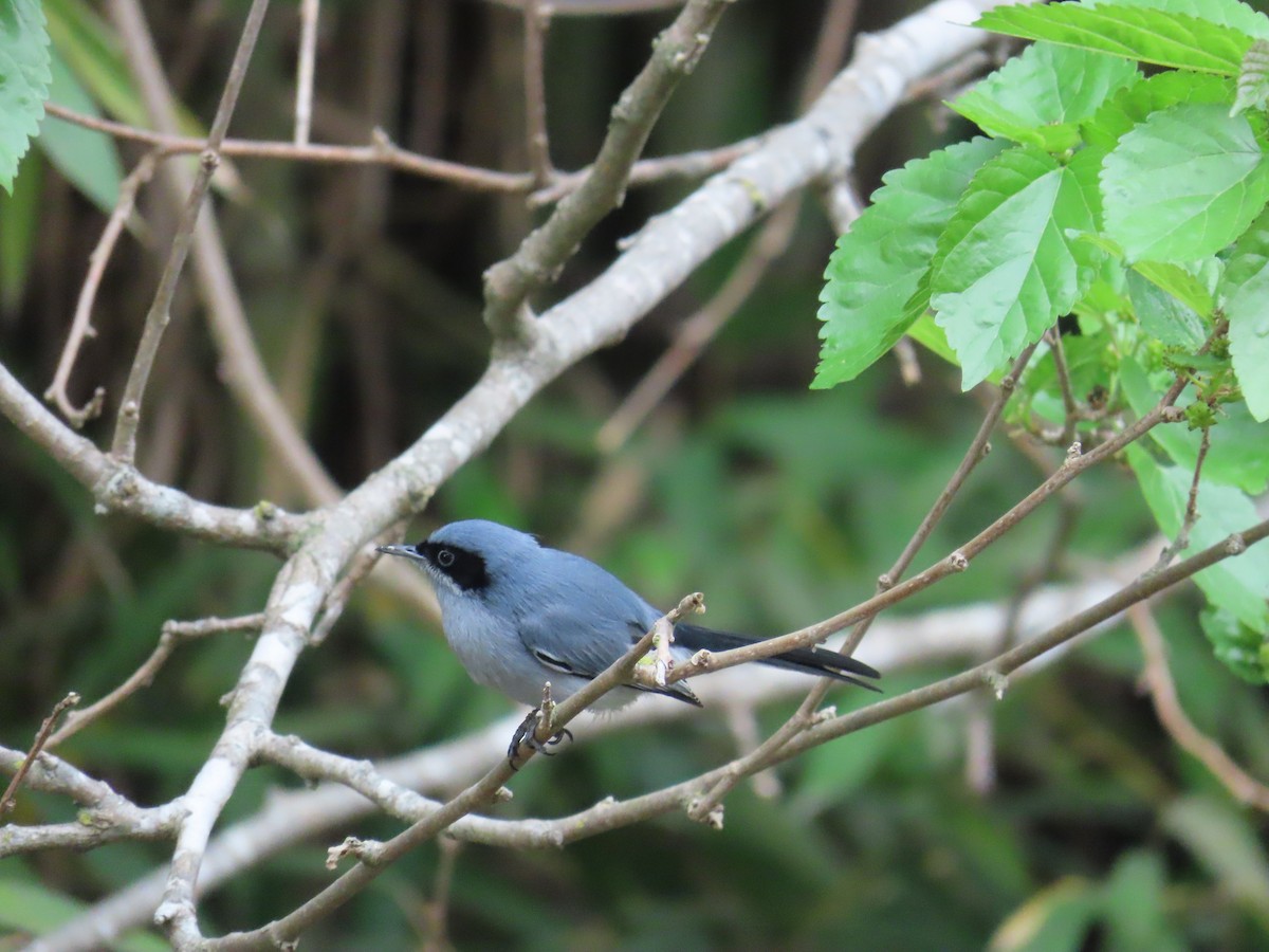 Masked Gnatcatcher - ML623924278