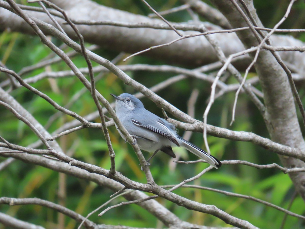 Masked Gnatcatcher - ML623924279