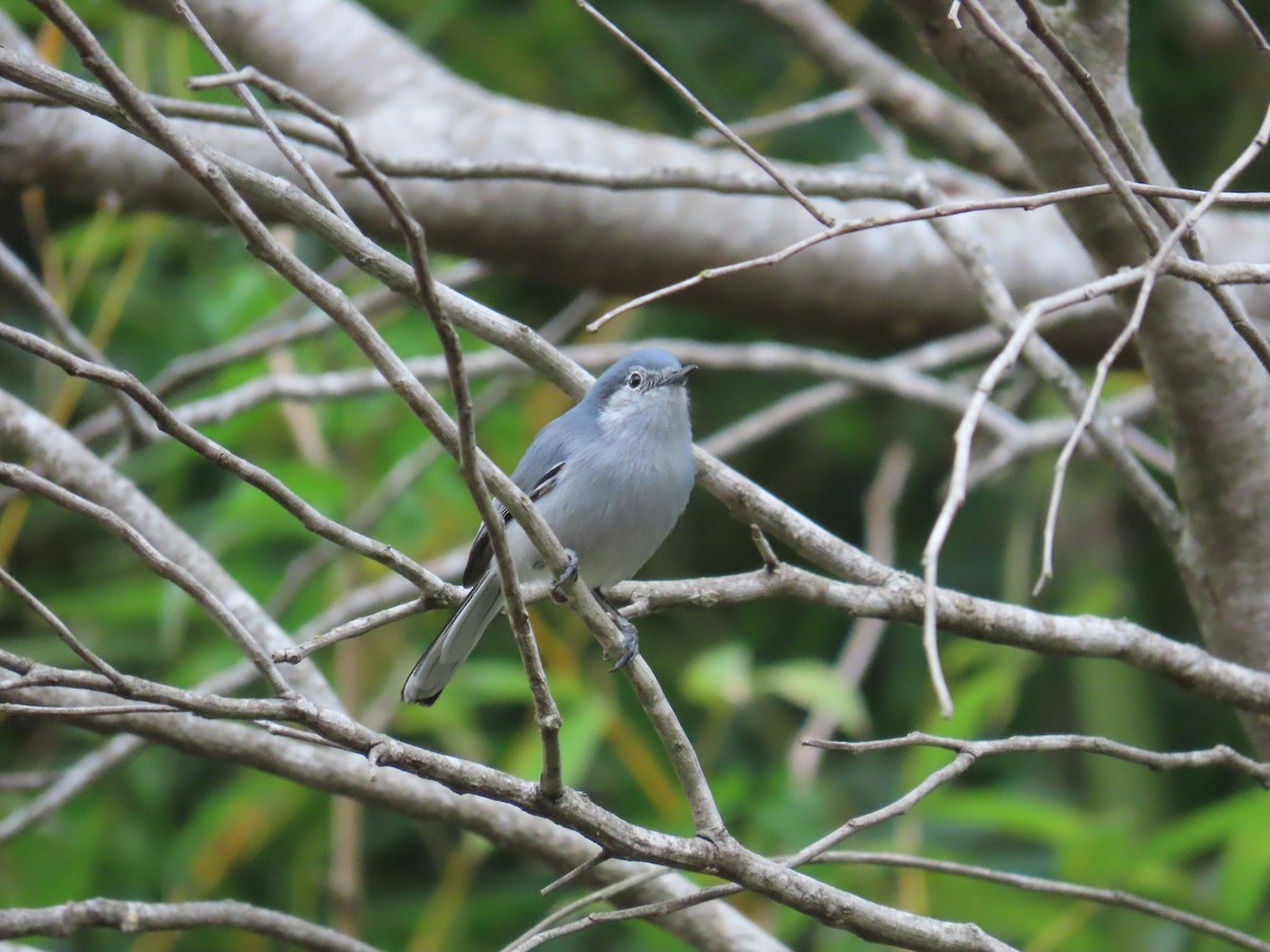 Masked Gnatcatcher - ML623924280