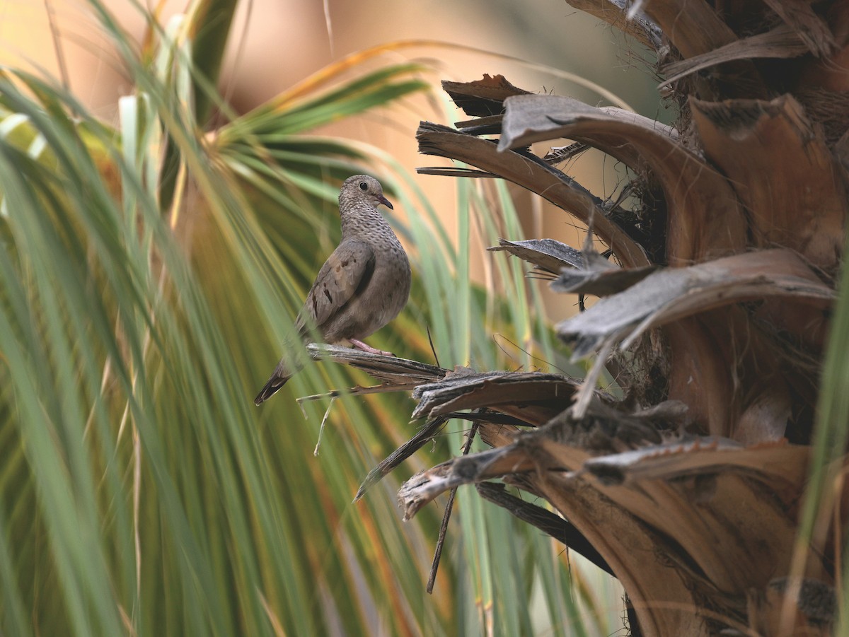 Ruddy Ground Dove - ML623924283