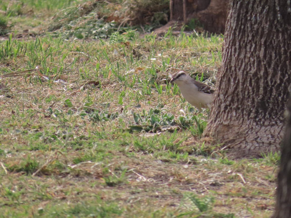 Chalk-browed Mockingbird - ML623924285