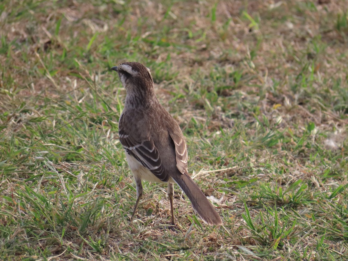 Chalk-browed Mockingbird - ML623924286