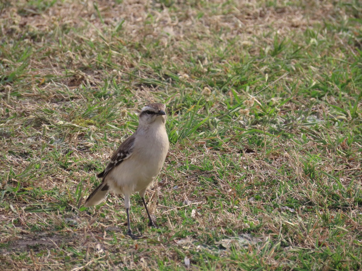 Chalk-browed Mockingbird - ML623924287