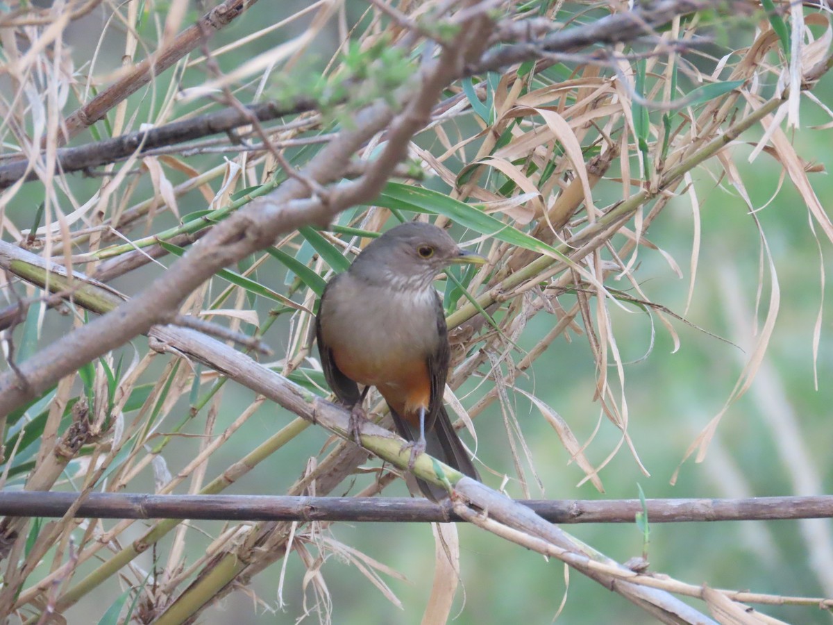 Rufous-bellied Thrush - ML623924294