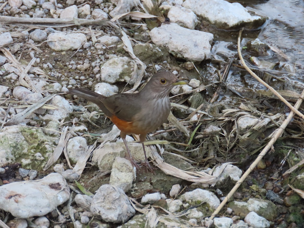 Rufous-bellied Thrush - Eric Pratt