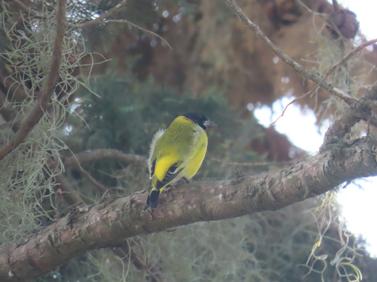 Hooded Siskin - ML623924303