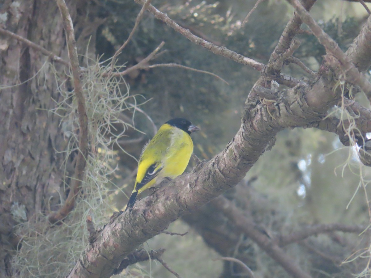 Hooded Siskin - ML623924305