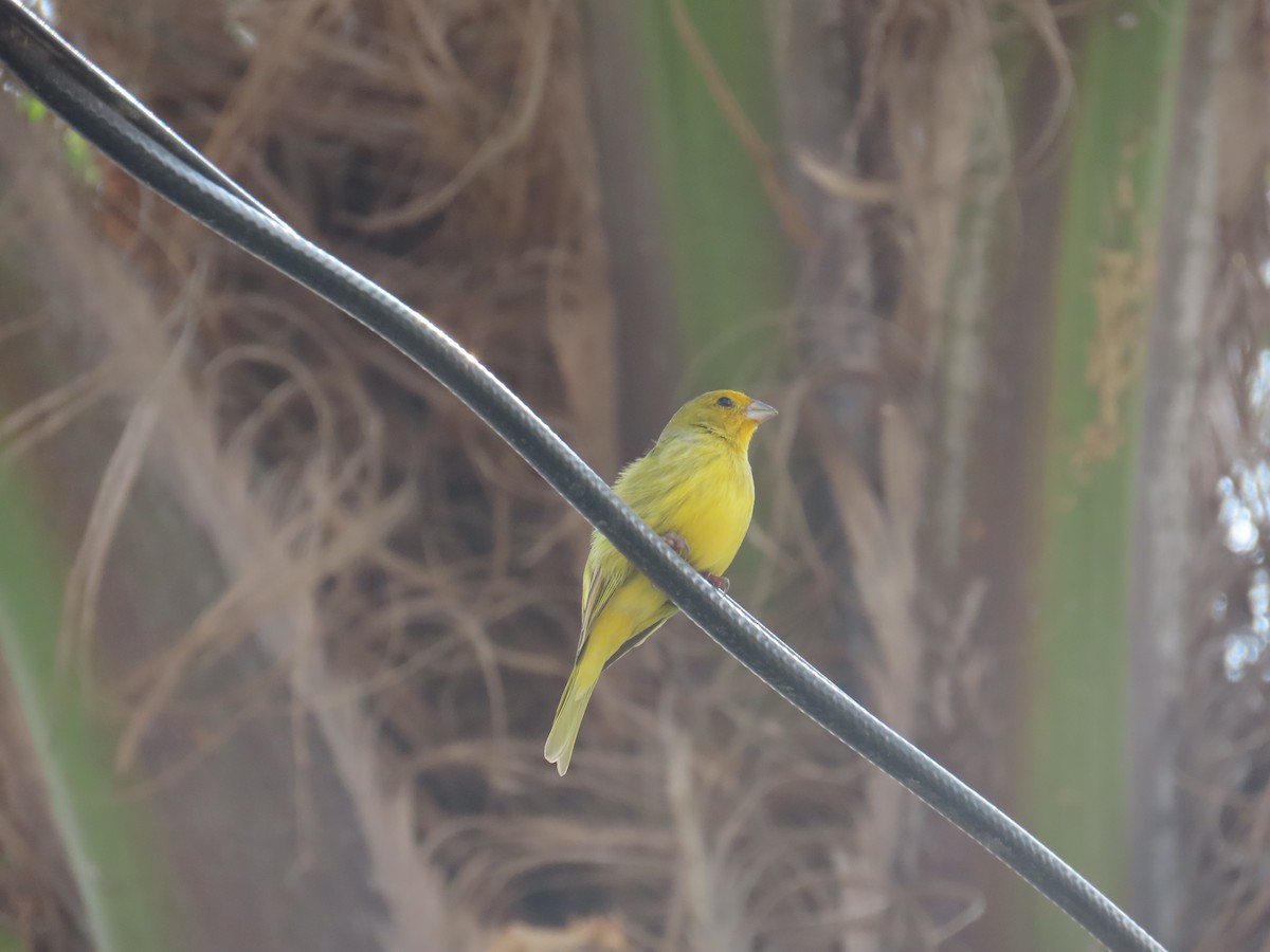 Saffron Finch - ML623924314