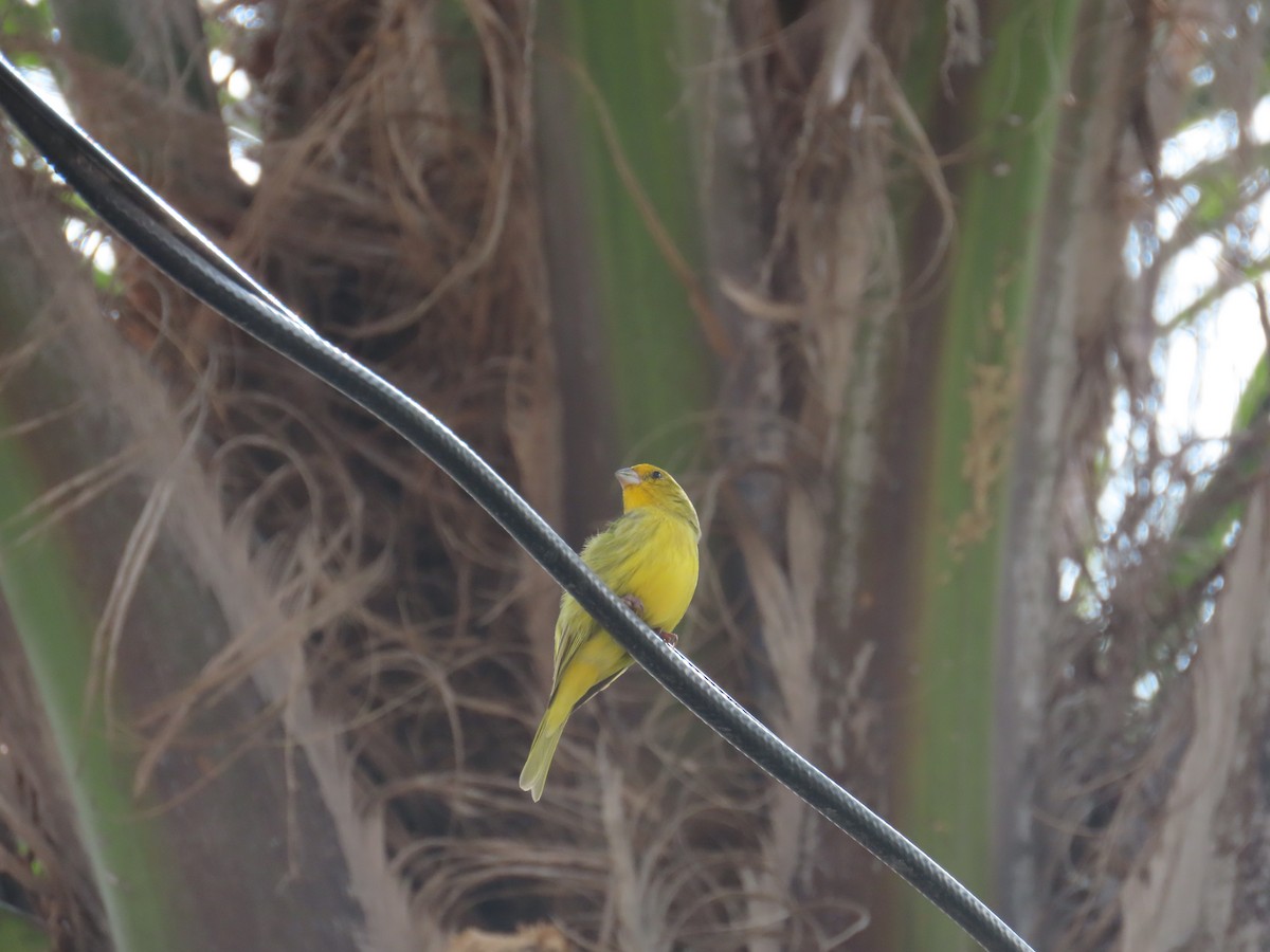 Saffron Finch - ML623924315