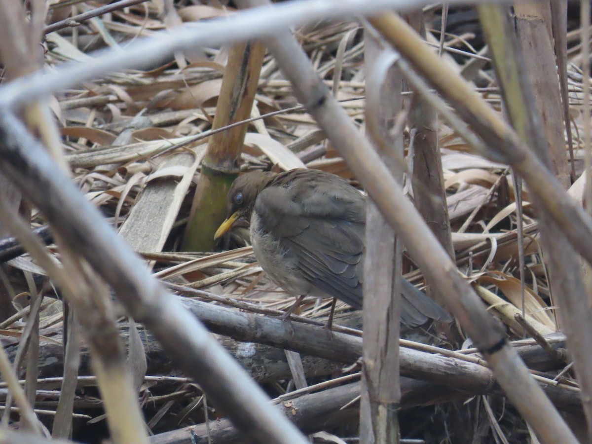 Creamy-bellied Thrush - Eric Pratt