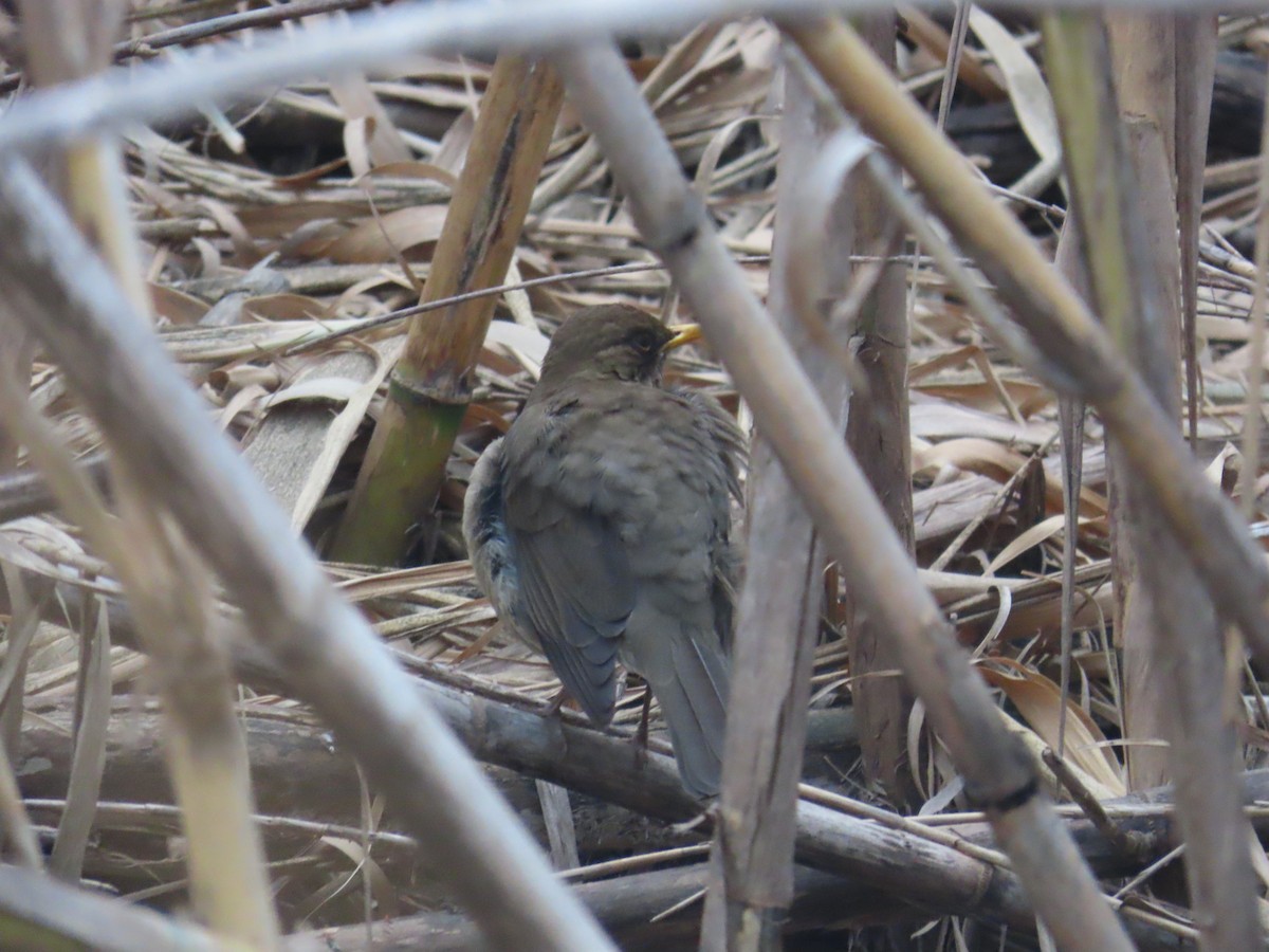 Creamy-bellied Thrush - ML623924333