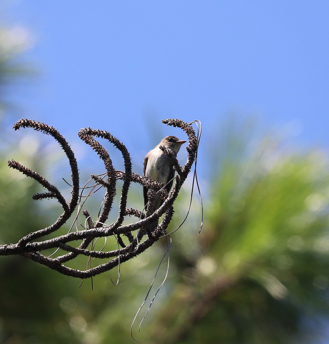 Eastern Wood-Pewee - ML623924339