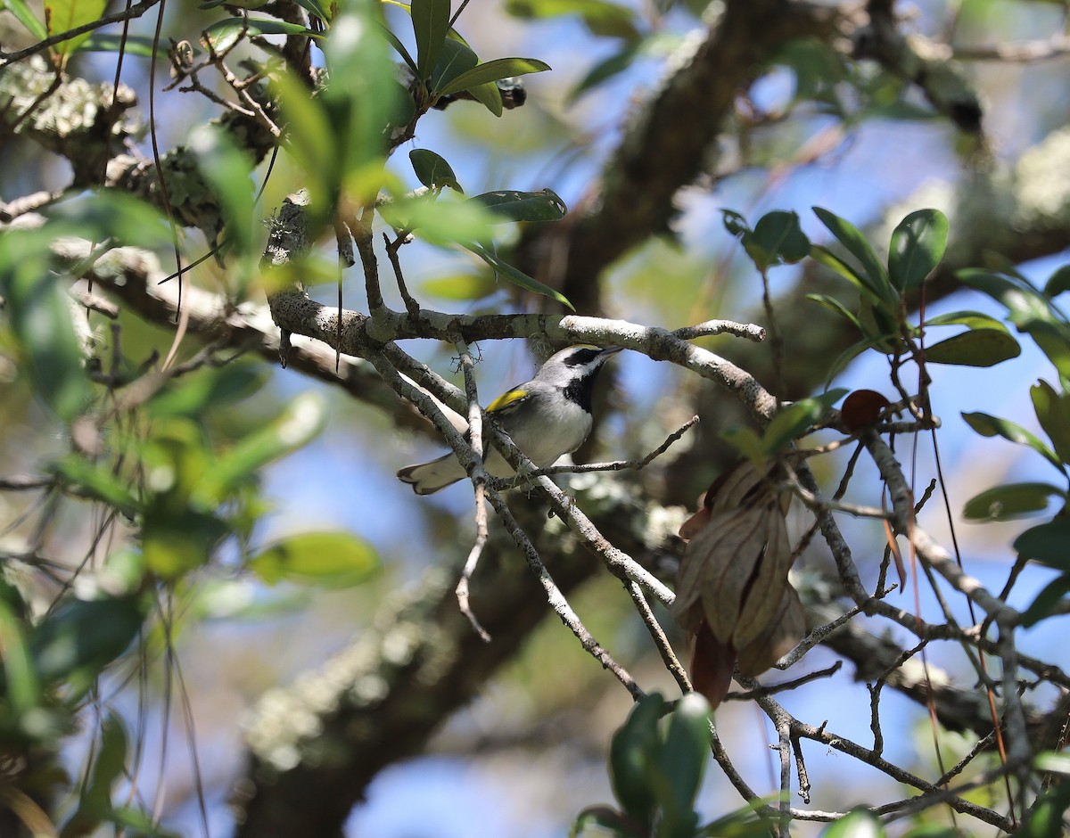 Golden-winged Warbler - ML623924366