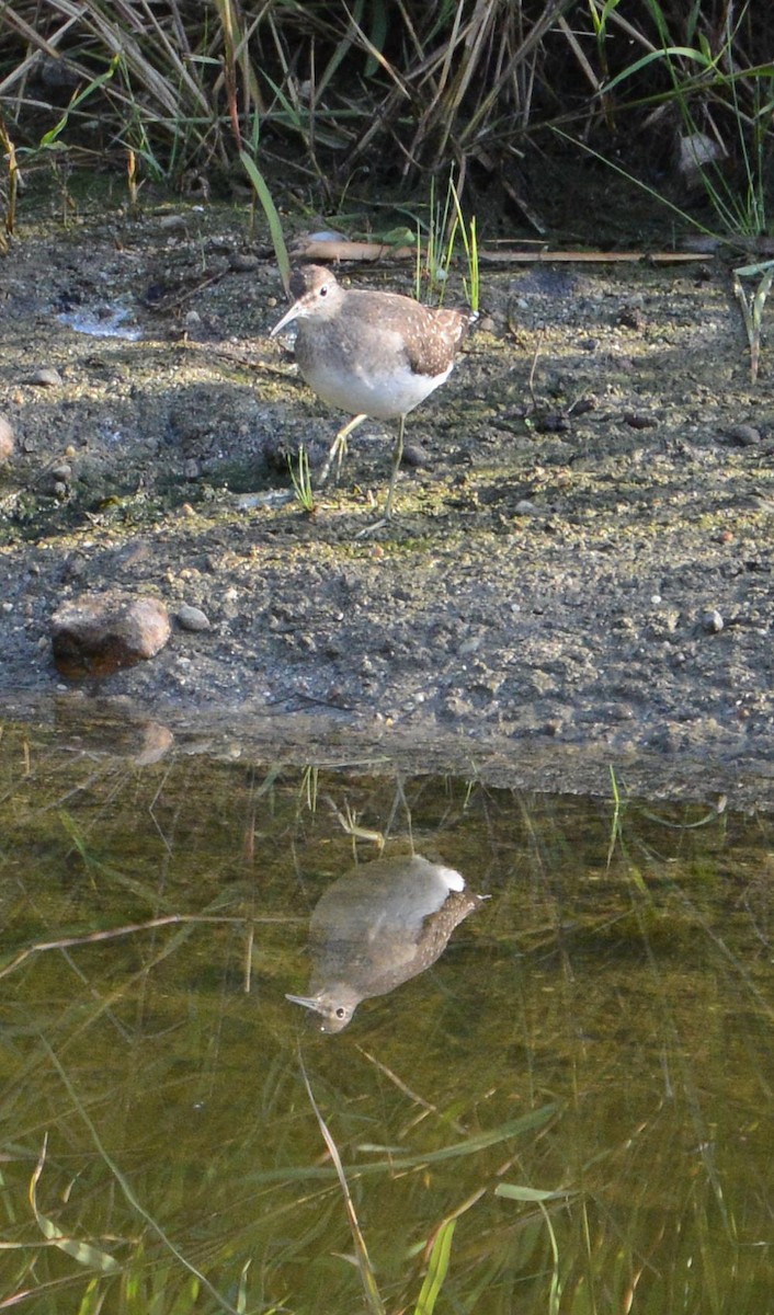 Solitary Sandpiper - ML623924367