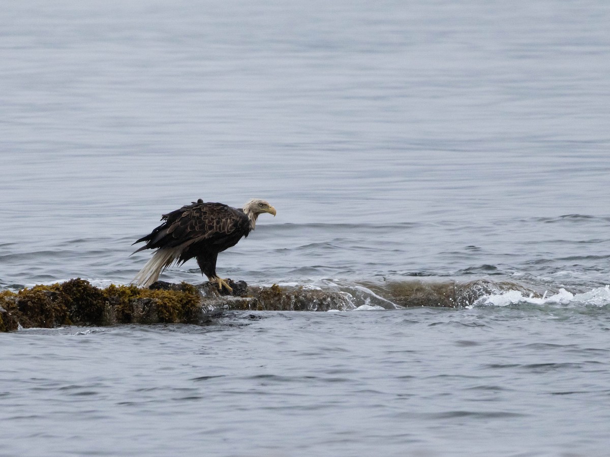 Bald Eagle - ML623924380