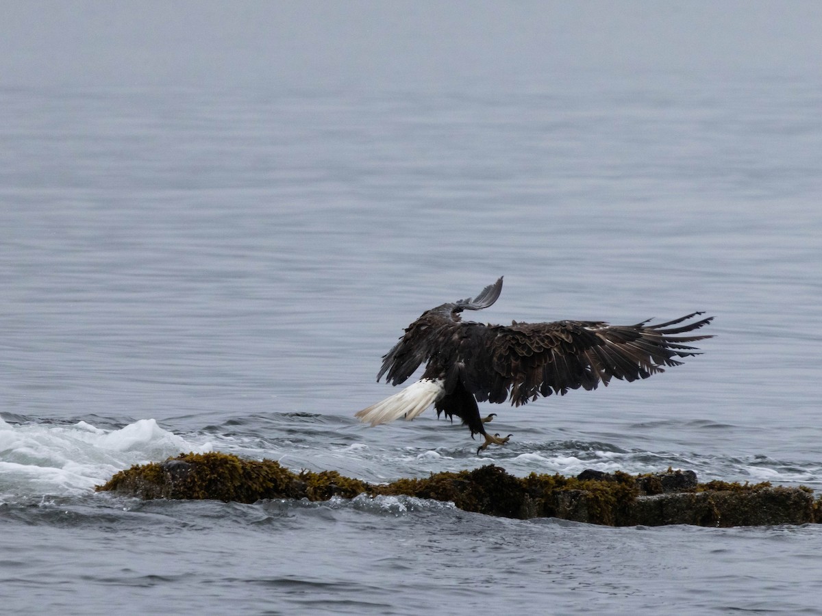 Bald Eagle - ML623924381