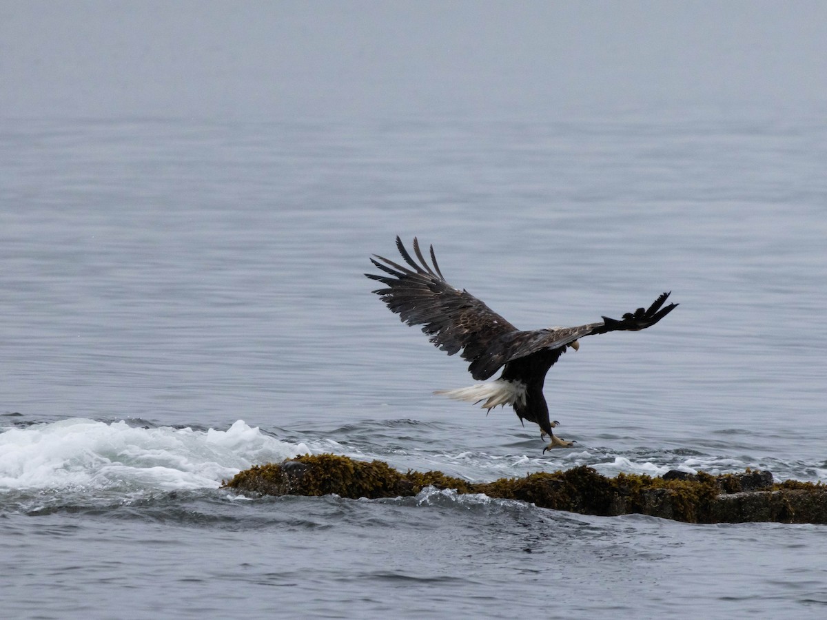 Bald Eagle - ML623924382