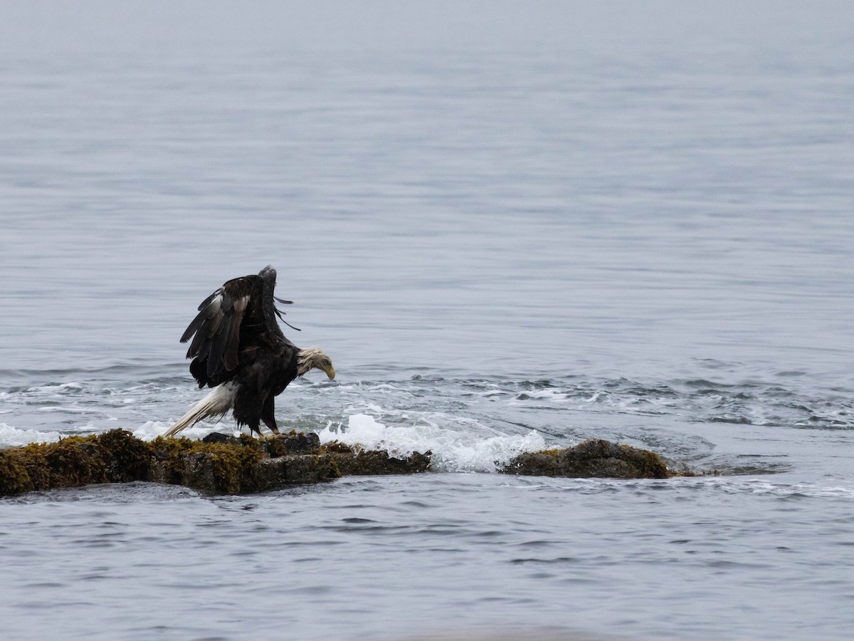 Bald Eagle - ML623924383