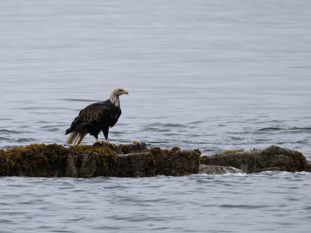 Bald Eagle - ML623924385