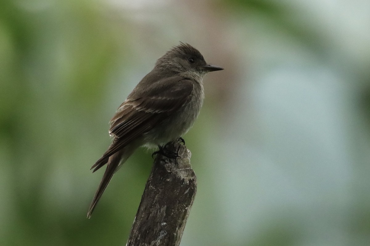 Western Wood-Pewee - ML623924419