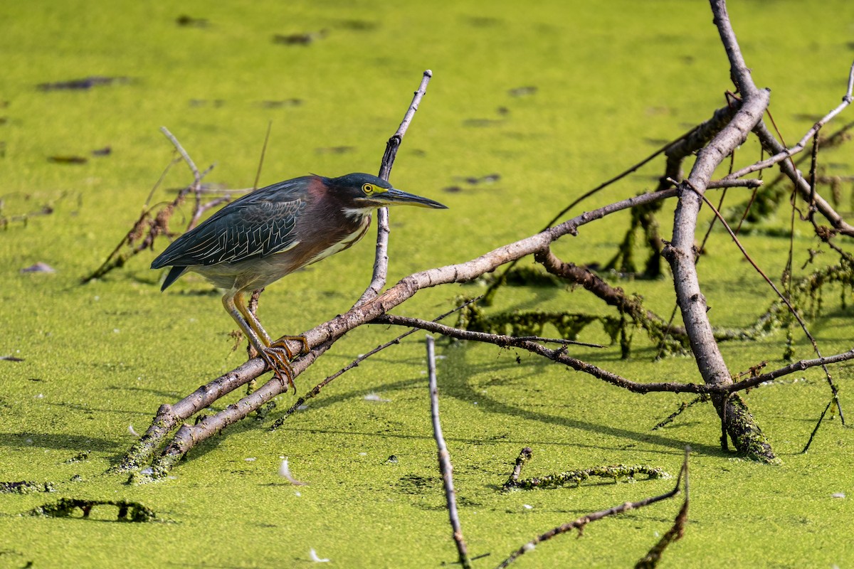 Green Heron - ML623924447