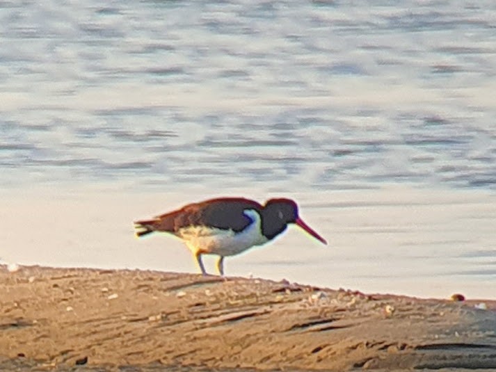 Eurasian Oystercatcher - ML623924452