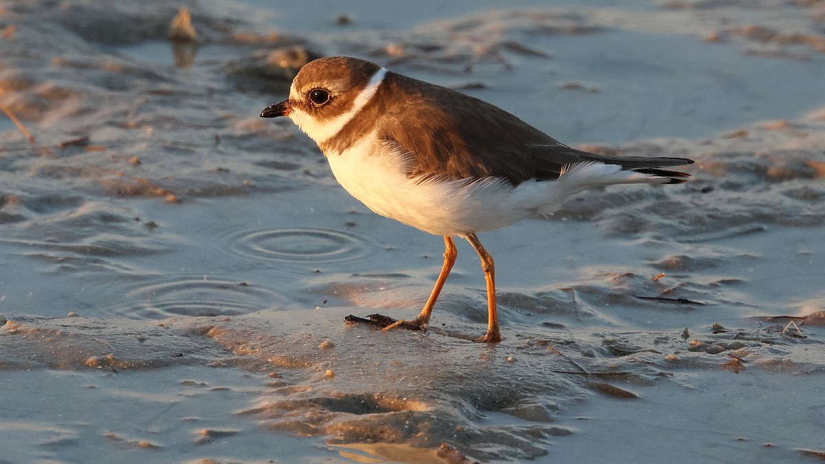 Semipalmated Plover - ML623924453