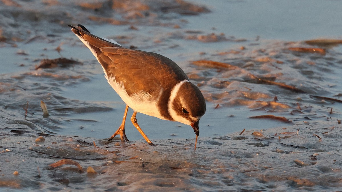 Semipalmated Plover - ML623924460