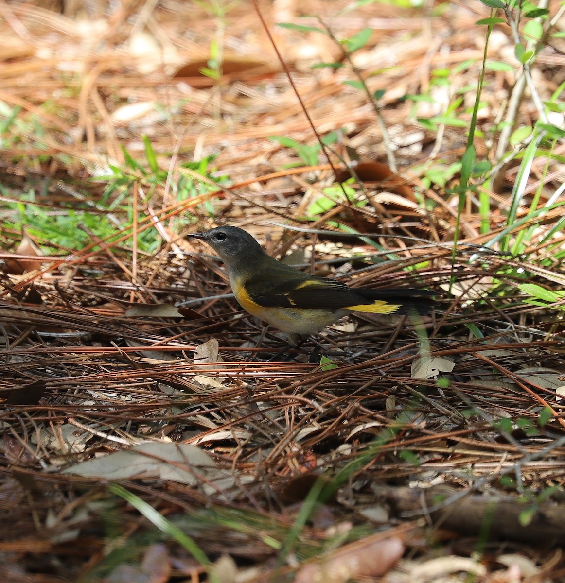 American Redstart - ML623924468