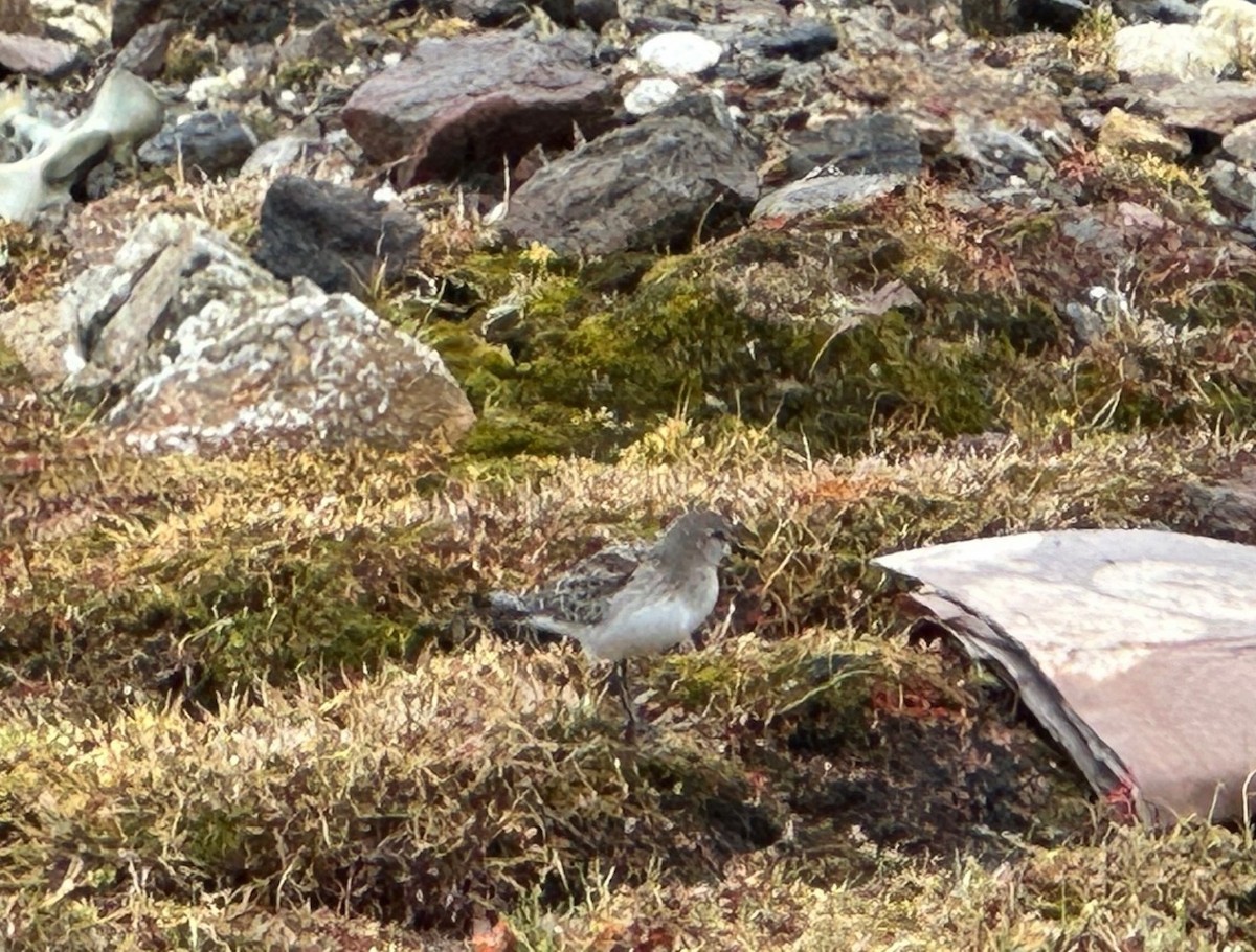 White-rumped Sandpiper - ML623924471