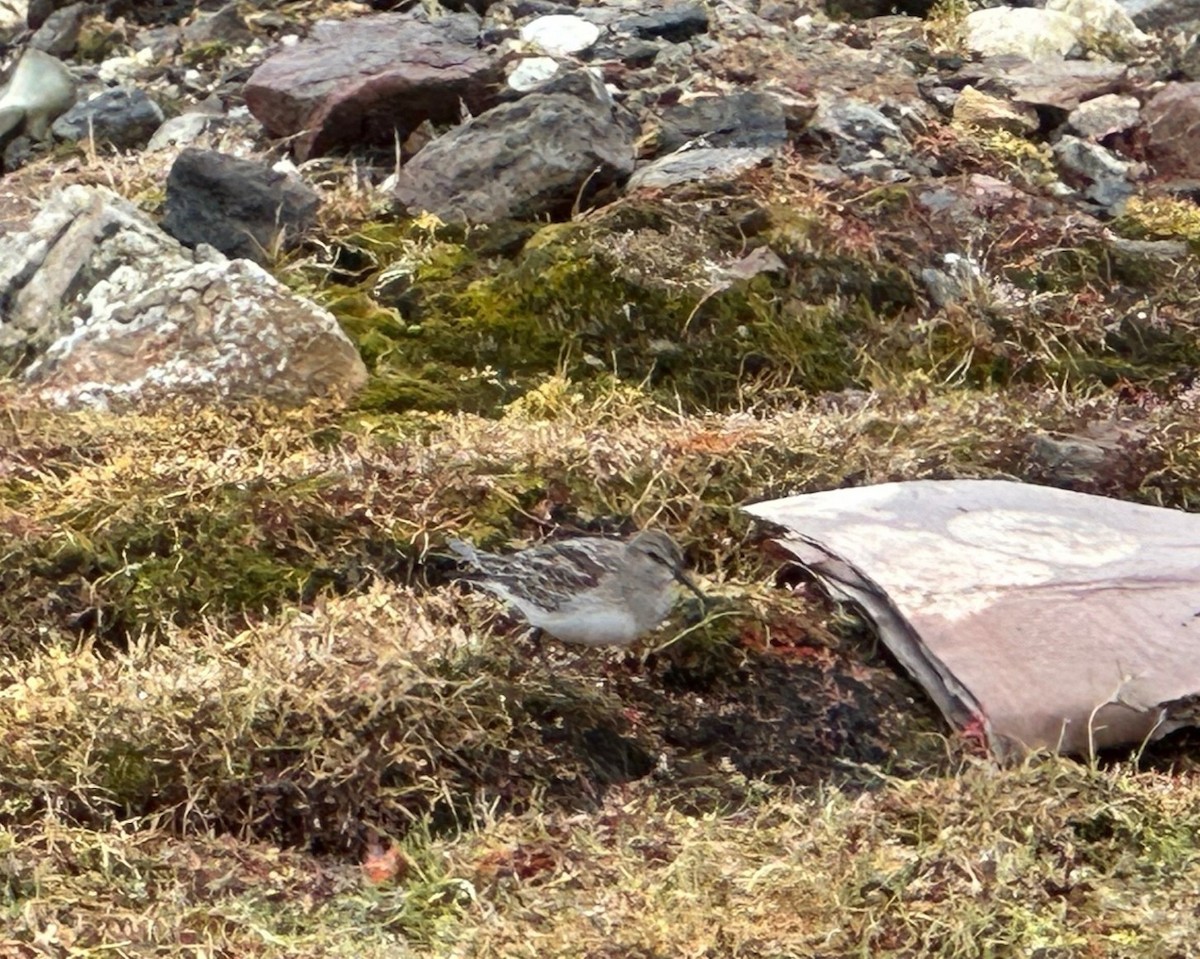 White-rumped Sandpiper - ML623924472
