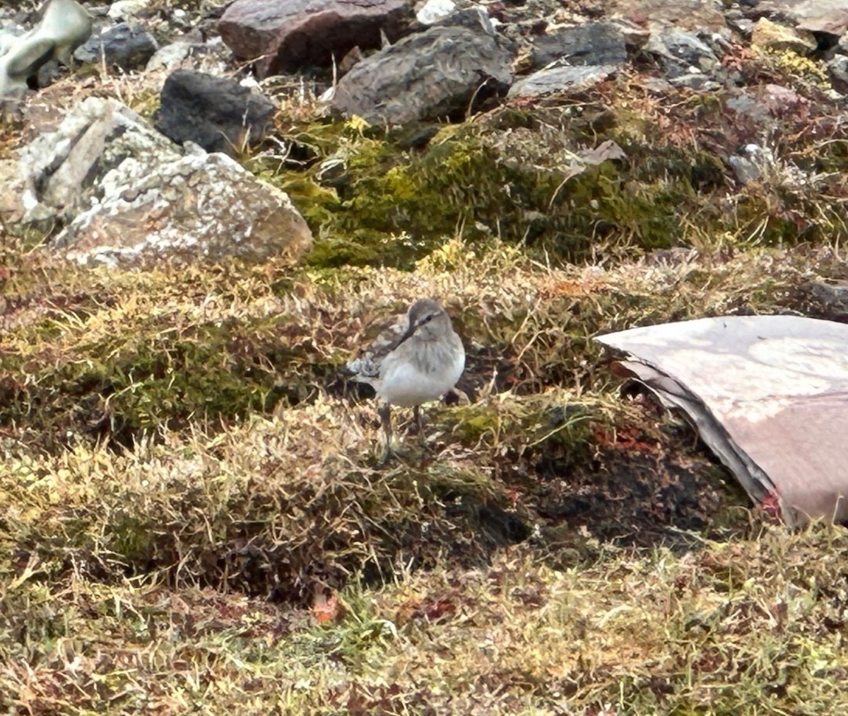 White-rumped Sandpiper - ML623924473