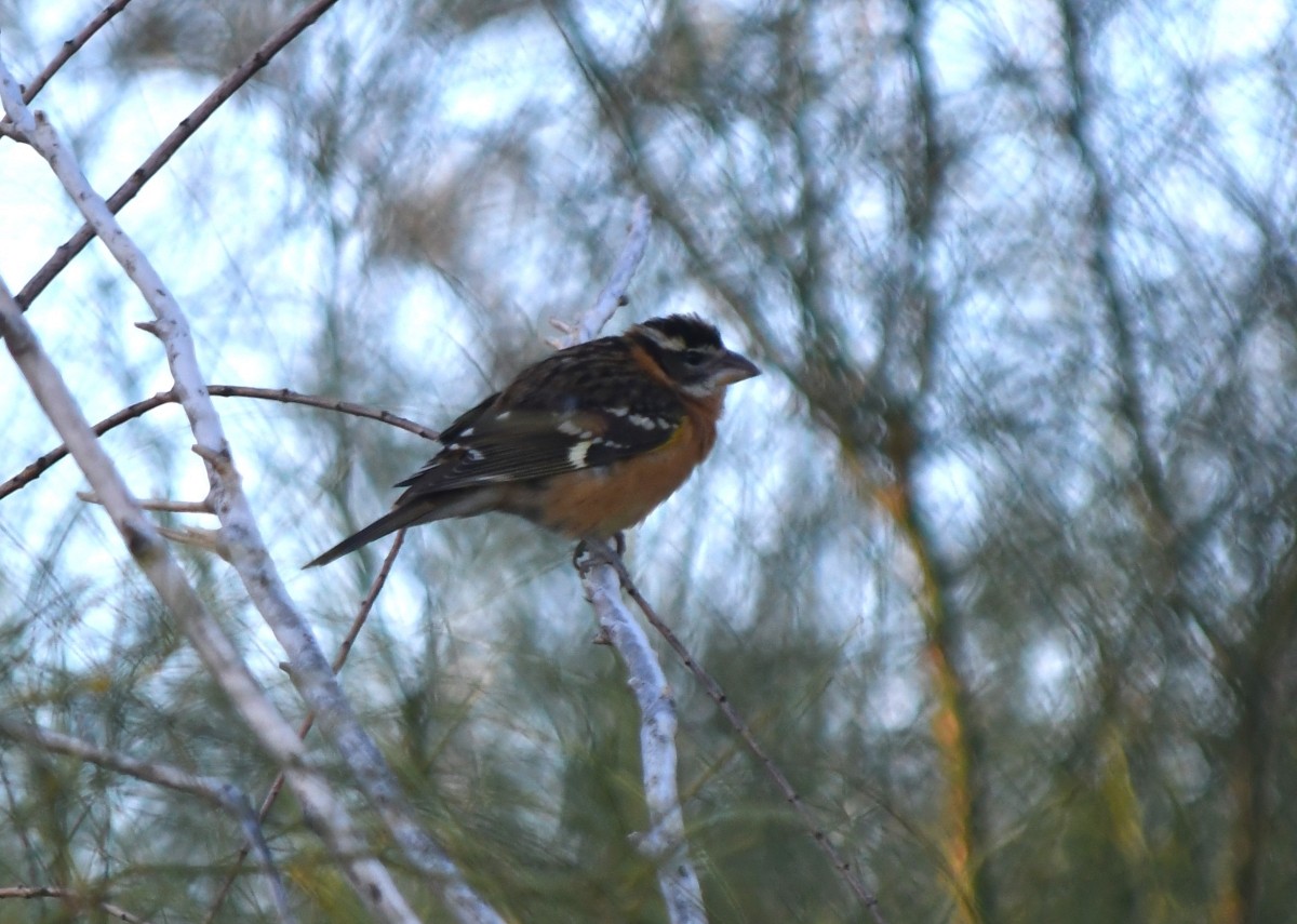 Black-headed Grosbeak - ML623924474