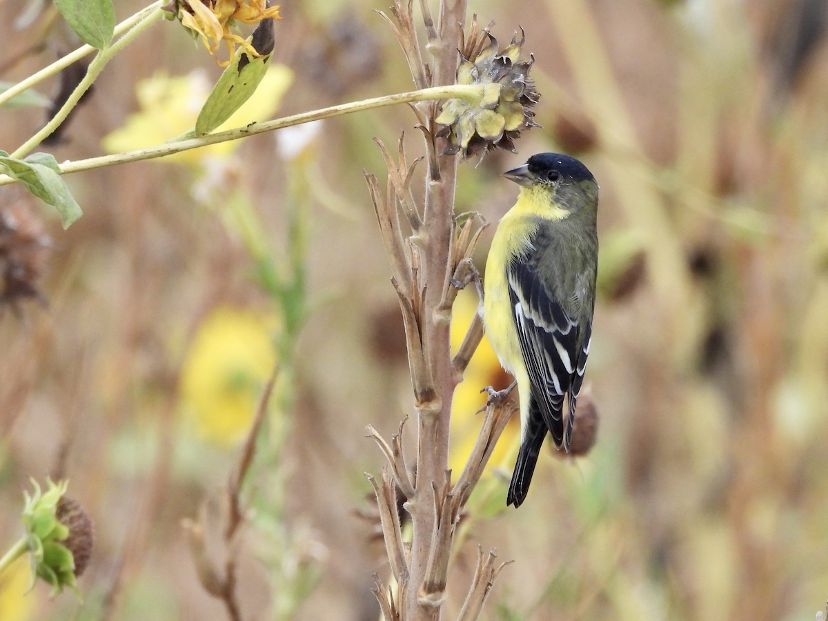 Lesser Goldfinch - ML623924480