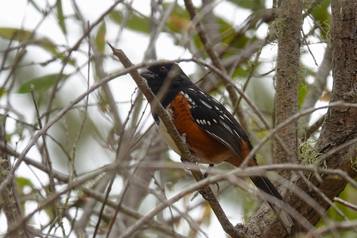 Spotted Towhee - ML623924483