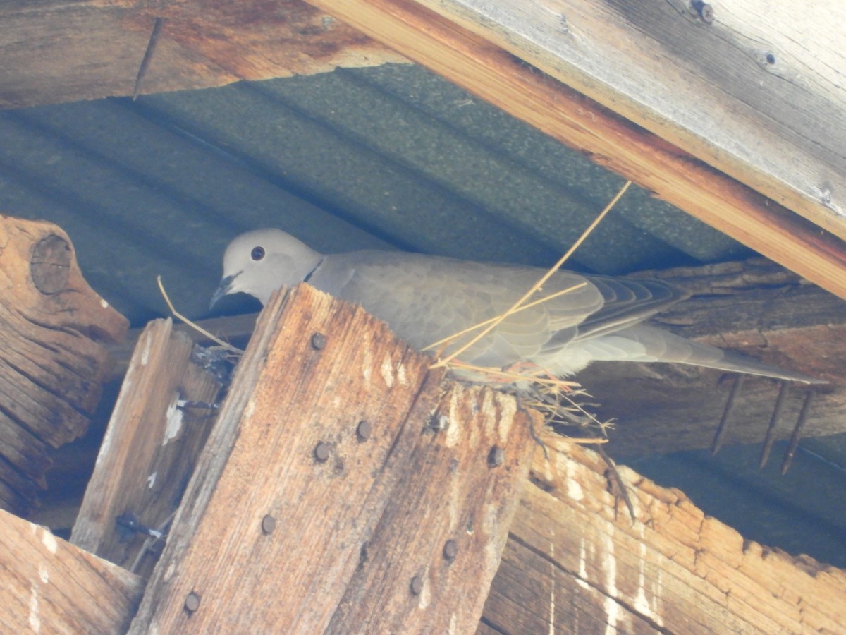 Eurasian Collared-Dove - ML623924489