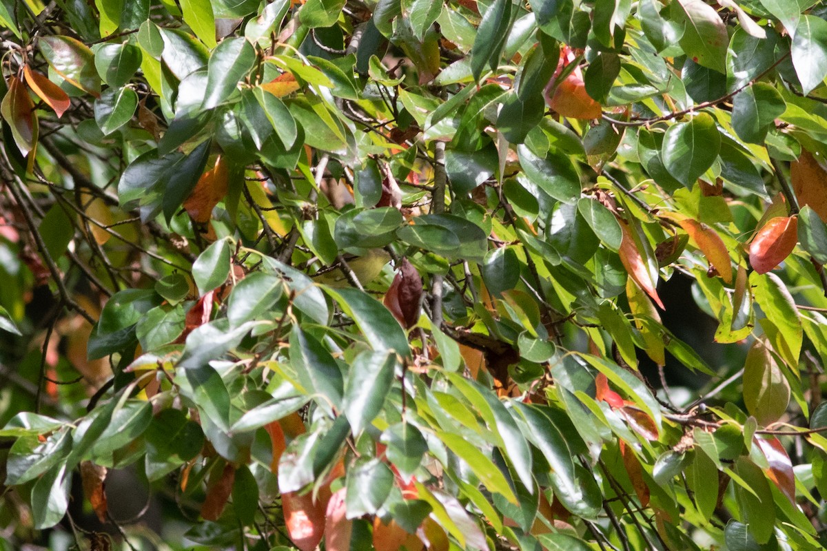 Philadelphia Vireo - ML623924490