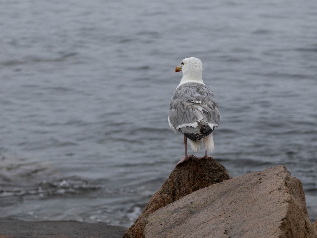 Herring Gull (American) - ML623924514