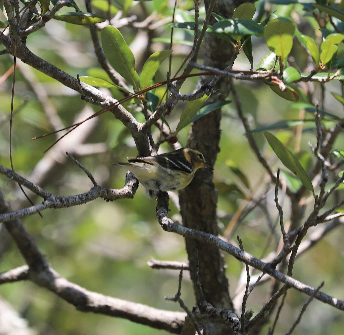 Blackburnian Warbler - Susan Grantham