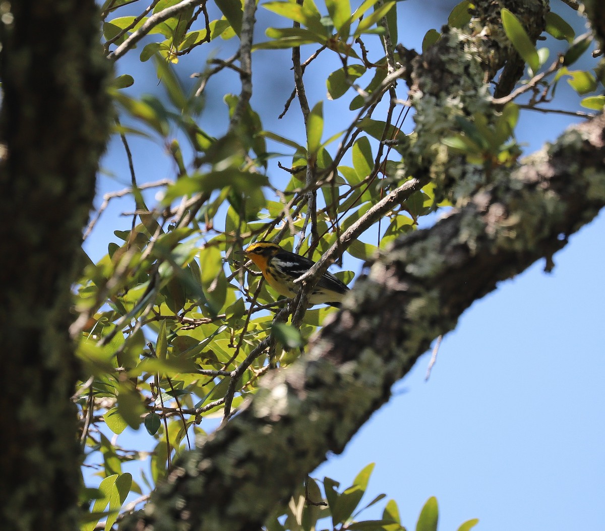 Blackburnian Warbler - ML623924522