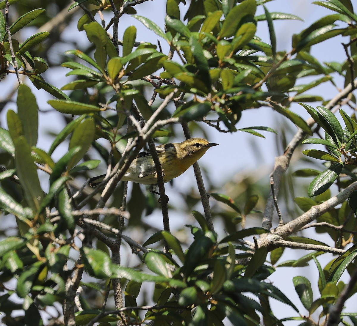 Blackburnian Warbler - ML623924523