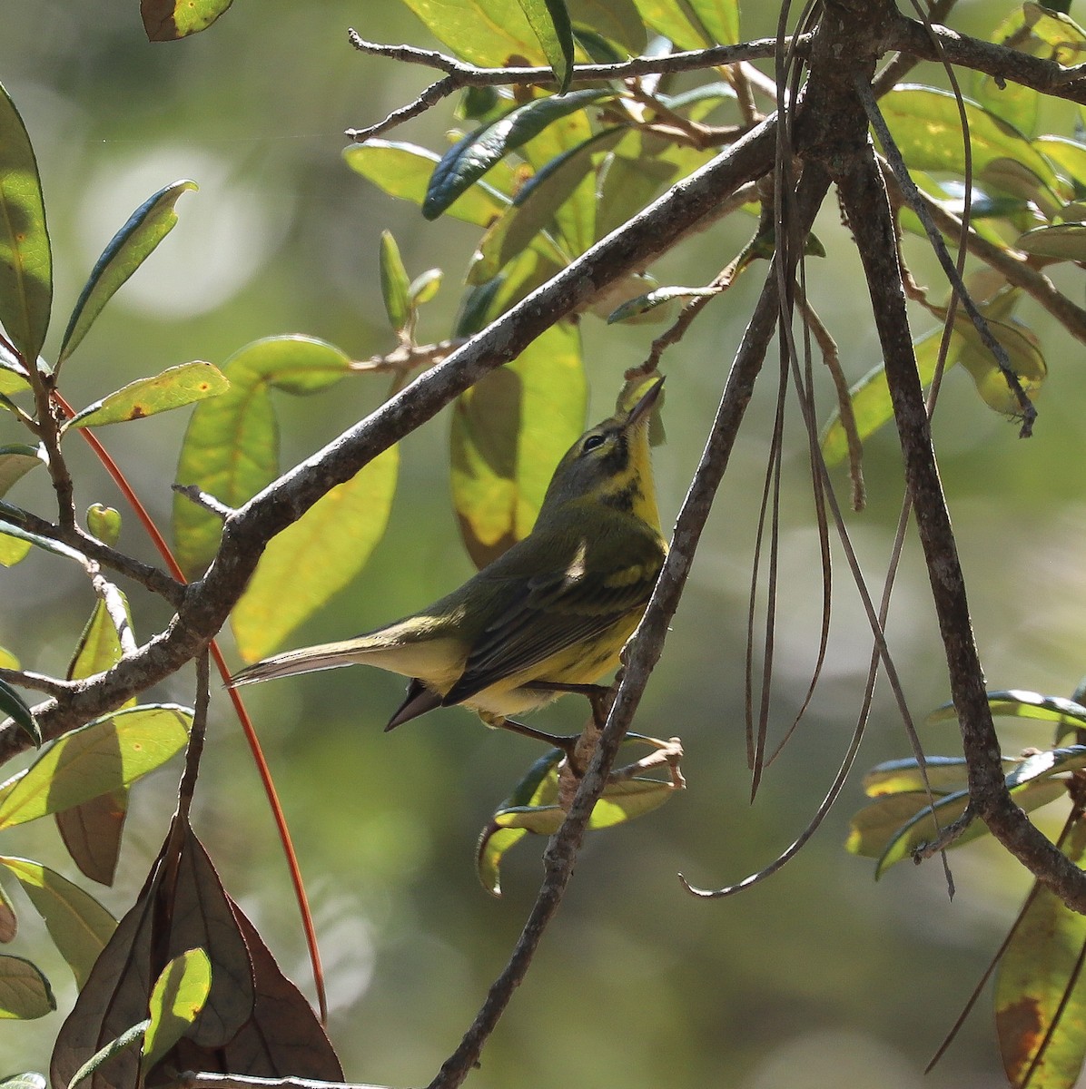 Prairie Warbler - Susan Grantham