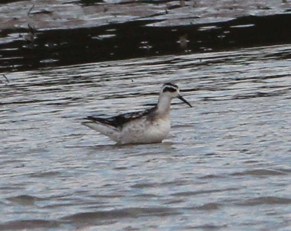 Red-necked Phalarope - ML623924554