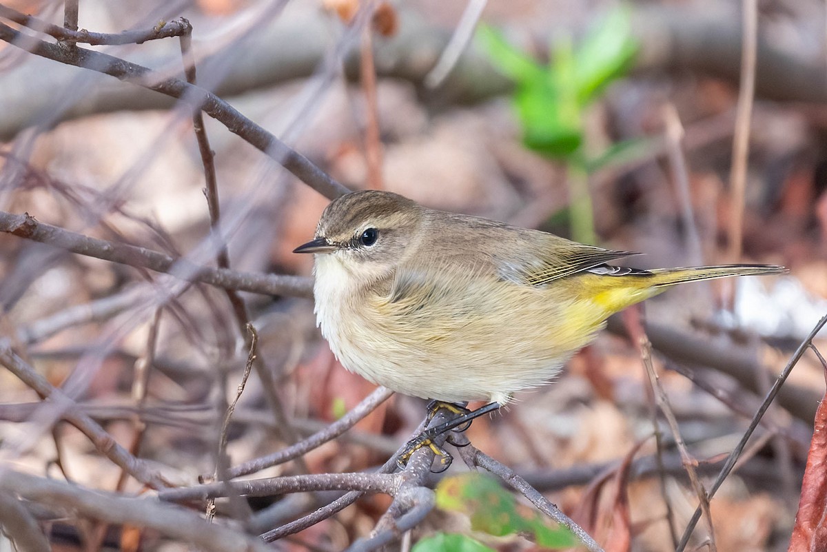 Palm Warbler - Kayann Cassidy