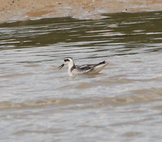 Phalarope à bec étroit - ML623924589