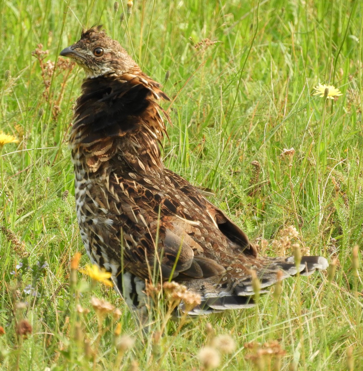 Gélinotte huppée - ML623924597